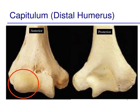 PPT - Lab Activity 9 PowerPoint Presentation, free download - ID:176760