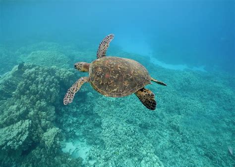 Image result for Turtle Programming Tutorial