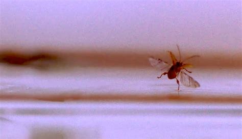 An Insect That Masters Water and Air - The New York Times