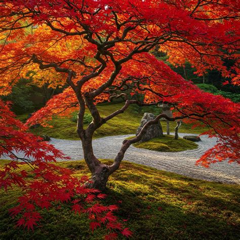 15 Japanese Garden Plants for a Zen Oasis