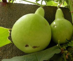 Avysa Round Bottle Gourd Hulu Piao Seed Price in India - Buy Avysa ...