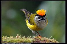 Image result for Formosan Firecrest