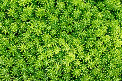 25 Evergreen Ground Covers That Add Year-Round Color - Garden Betty