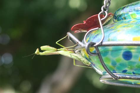 Praying Mantis Eating Hummingbird
