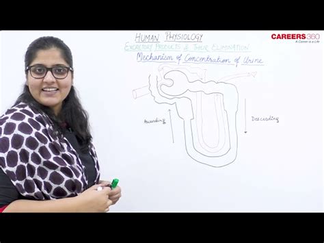 Counter-Current Mechanism MCQ - Practice Questions & Answers