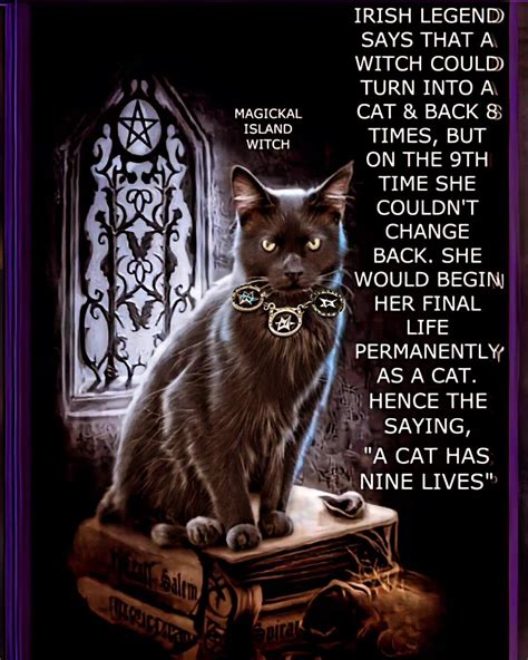 Magick of Cats in Witchcraft 🐈 😻 🐈‍⬛️ . . . #witchmemes #witchcraft #witchlife #witchtips # ...