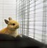 Image result for Wild Rabbit Hutch