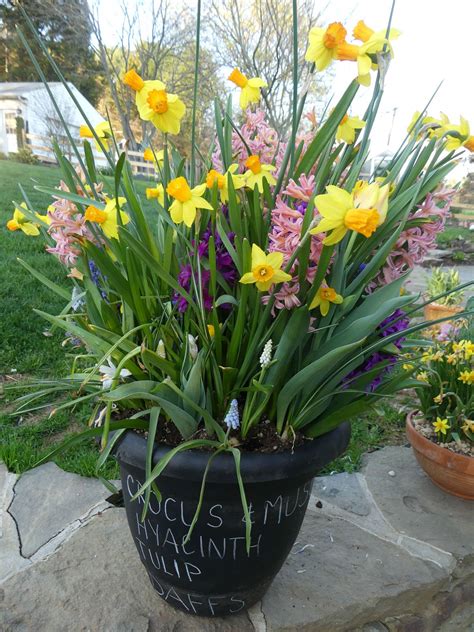 Image result for Spring Bulbs in Containers