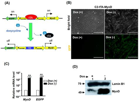 MyoD Over-Expression Rescues GST-bFGF Repressed Myogenesis