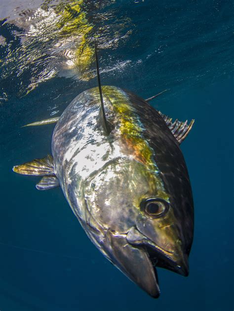 Hawaiian Ahi: The Aloha State's Lesser-Known Tuna Fishery | PELAGIC Fishing Gear