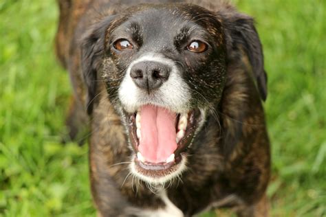 Dog Digestive System 的图像结果