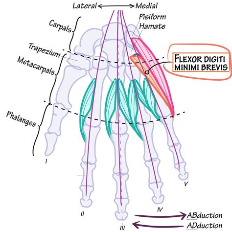 Flexor Digiti Minimi Brevis