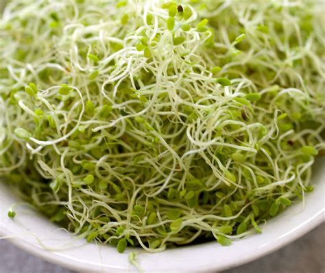 Your Step-by-Step Guide to Growing Sprouts at Home • Gardenary