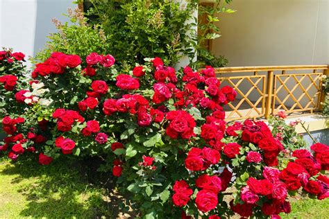 Best Luxury Hotel In Nubra, Welcome To Nature Stay In Nubra Valle