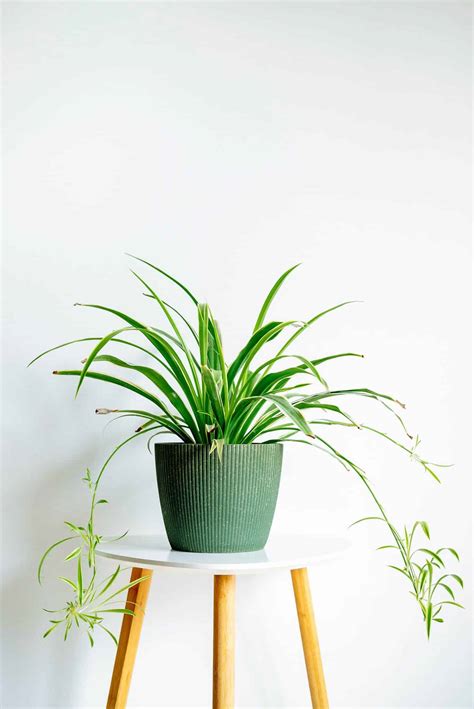 10 Actually Low-Light Plants to Brighten Up Darker Rooms - Garden Betty