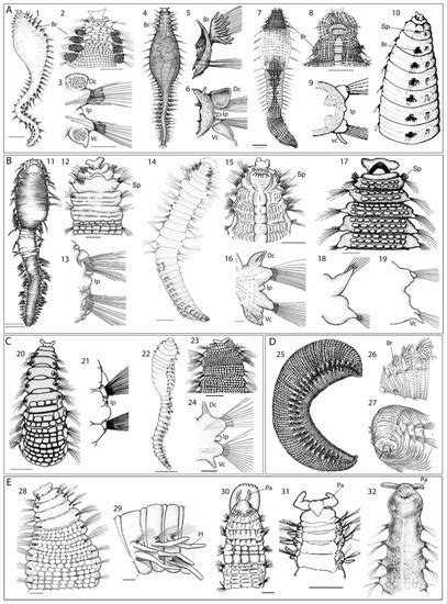 On the Systematics and Biodiversity of the Opheliidae and Scalibregmatidae