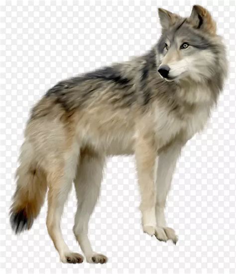 来自北方的“狼”, 颜值超高很像狼, 其实它是我们的战利品 有人会说哈士奇像狼