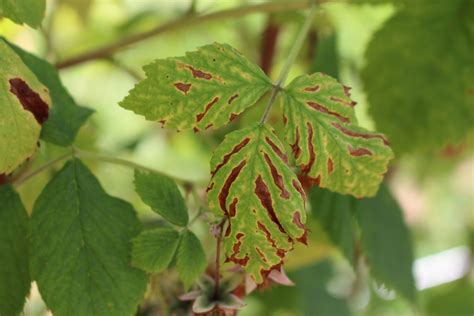 PLAN ishrana za jačanje prirodne otpornosti biljaka maline dvogodišnjeg ...