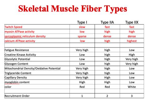 Image result for Skeletal Muscle Fiber Types