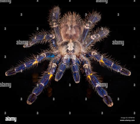 Gooty sapphire ornamental tree spider poecilotheria metallica hi-res ...