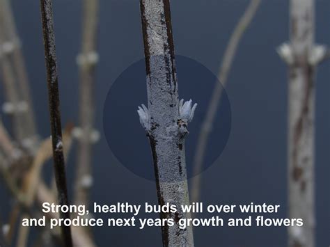 How to Prune Russian Sage - Surfing Hydrangea Nursery, Inc.