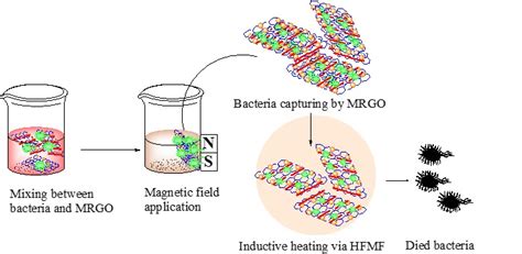 Magnetic Graphene-Based Sheets for Bacteria Capture and Destruction ...