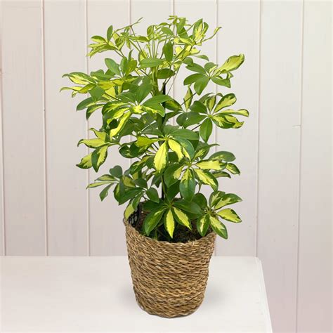 Umbrella Plant (Schefflera): Plant Care Guide