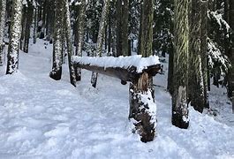Image result for Snowy Trees Horizon Wallpaper