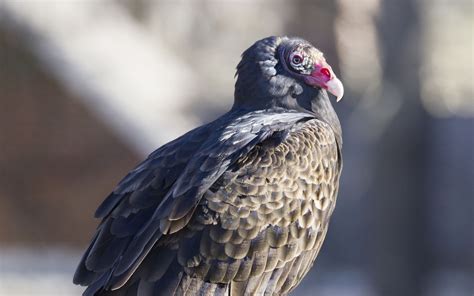 Download wallpaper 1920x1200 vulture, bird, predator, animal, birdhouse ...