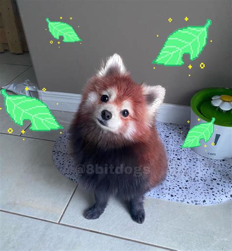 Dogs That Look Like Red Pandas