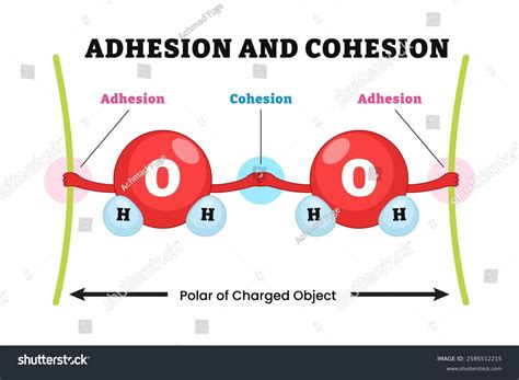 Water Molecule Cohesion Adhesion Surface Tension Stock Vector (Royalty ...