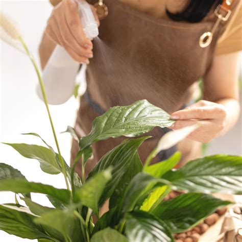 The Right Way to Water Peace Lilies: The Best Method for Thriving ...