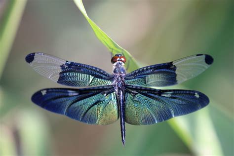 Dragonfly Color Symbolism: 11 Different Colors of Dragonflies and Their ...
