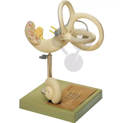 Labyrinth SOMSO®-Modell | CONATEX Lehrmittel