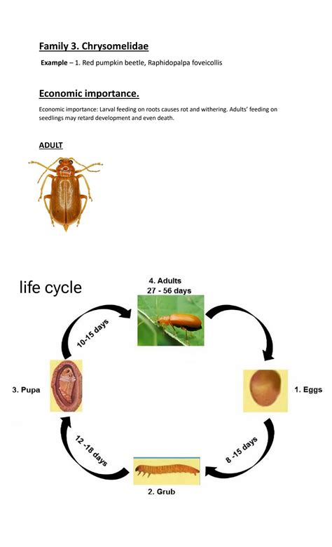 SOLUTION: Coleoptera life cycle - Studypool