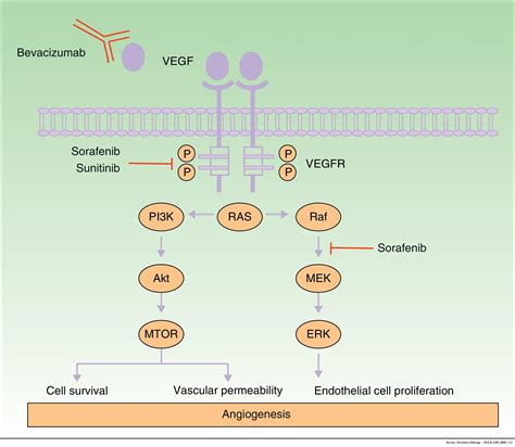 Antiangiogenic Agents and the Skin: Cutaneous Adverse Effects of ...
