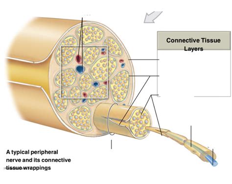 Peripheral Nerve Distribution 的图像结果
