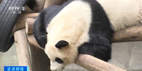 中国大熊猫保护研究中心广东基地添了双胞胎_读特新闻客户端