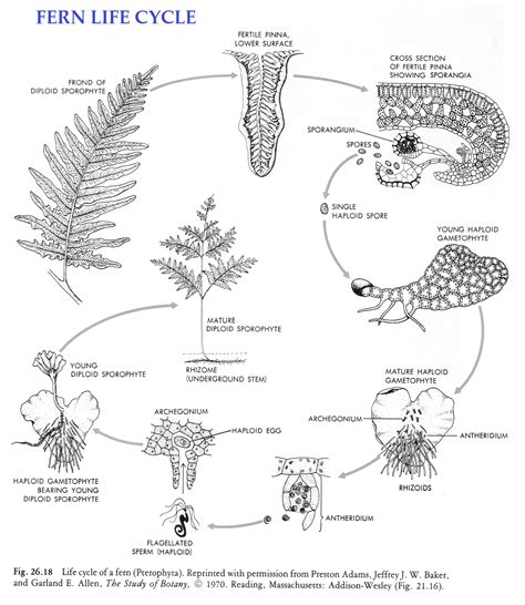 Fern Life Cycle Haploid Diploid