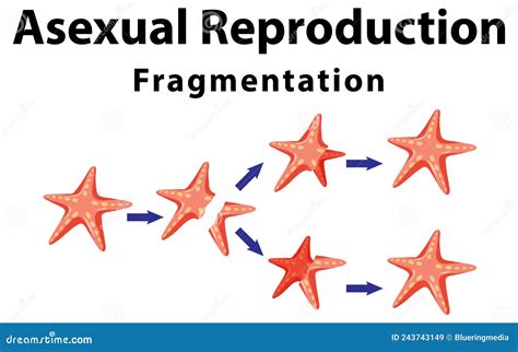 45 starfish life cycle diagram