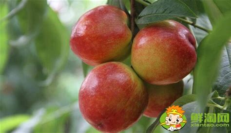 桃类水果有哪些品种，桃类水果品种大全名字图片 - 鲜淘网