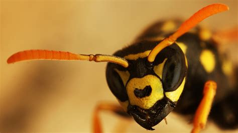 This Wasp Can Recognize Faces. Others Aren’t So Lucky. | NOVA | PBS