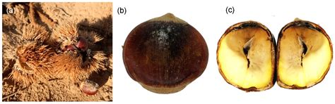 An Emerging Pathogen from Rotted Chestnut in China: Gnomoniopsis daii ...