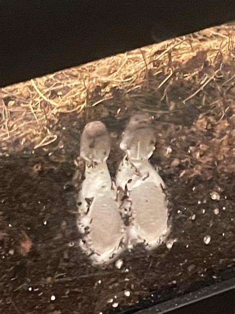 Image result for Bioactive Ball Python Tank