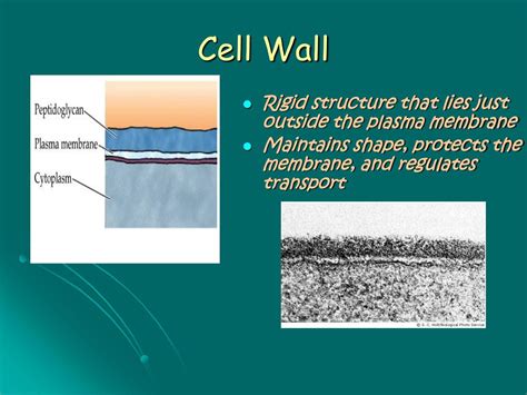 PPT - Prokaryote Cell Structure and Function PowerPoint Presentation ...