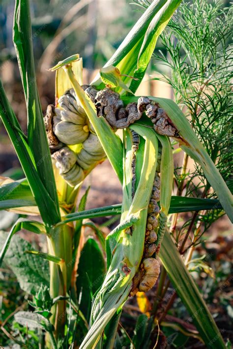 Premium Photo | Diseased corn called corn smut pathogenic fungus ...