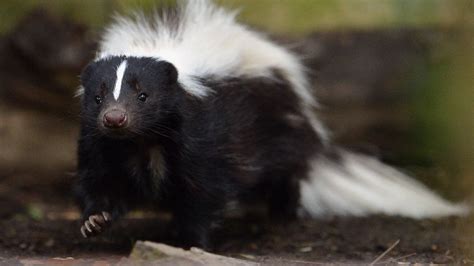 Love is in the air! It's skunk mating season in Tennessee