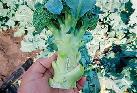Image result for Testing Code for Hand Phone