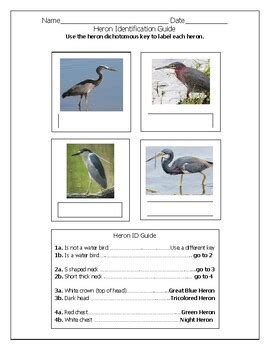 Image result for Classification Key Template