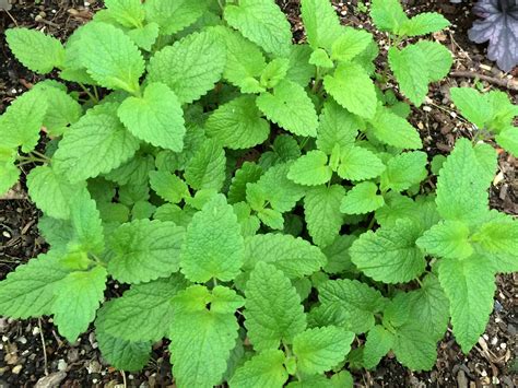 You Can Grow That: Lemon Balm